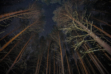 starry sky in winter in a pine forest