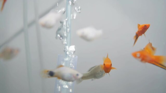 A close-up of a plastic tube in an aquarium emits many air bubbles rising to the surface and oxygenating the water in an aquarium with gold, white and silver fish. Fish breeding