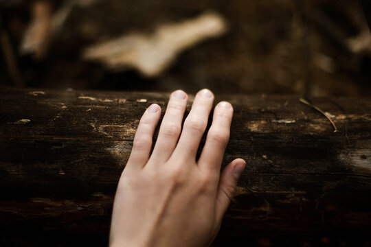 Cropped hand of woman touching tree trunk in forest