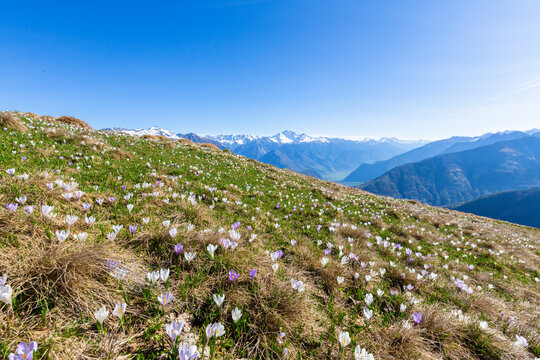 Crocus flowers in bloom, Cima Rosetta, Val Gerola, Italy