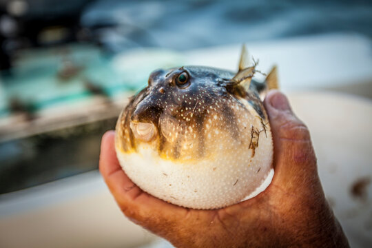 Puffer fish in hand.