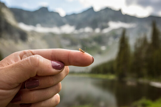 A caddis on a woman's finger, Montana
