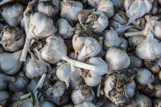 Freshly harvested garlic at an organic farm in Washington State.