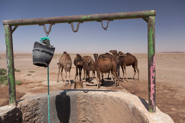 Group of camels drinking near a well in the desert of Sahara, Morocco, north africa