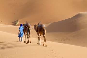 Tuareg man with the typical blue dress (djellaba) leads his camels in the sahara desert. Merzouga, Morocco