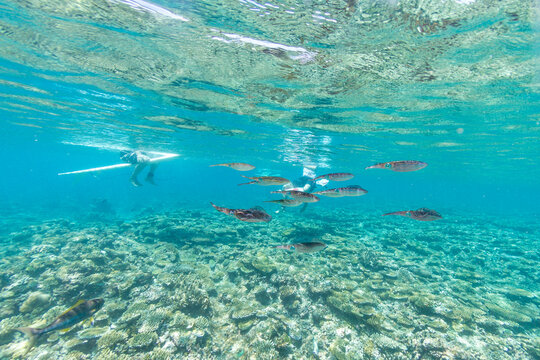 Underwater photos of surfers sitting on the surfboards with a group of squid in foreground