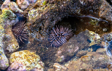 Naklejka na ściany i meble Red Sea Urchin in Maui, Hawaii