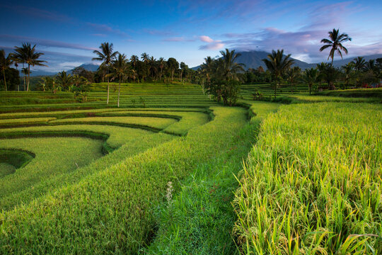 Rice fields and Kawah Ijen volcano, Banyuwangi, Java, Indonesia