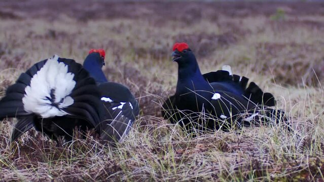 Two Black grouse fight on the bog. Black Grouse lek at sunrise. Black grouse Tetrao tetrix, Lyrurus tetrix early in the morning. Spring mating season in the nature. European nature