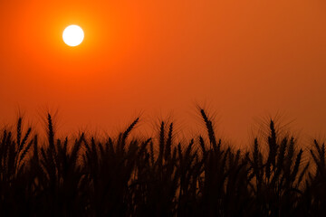 Beautiful landscape of golden wheat field with sunset natural background.