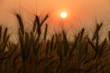 Sunset of nature with wheat