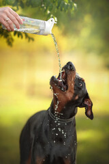 black funny doberman dog is thirsty and drinks water from a bottle at dawn in a green nature