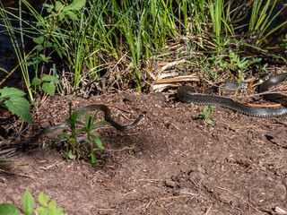 View of a group of black and brown grass snakes (Natrix natrix) of different sizes staying in the sun next to water. The eurasian non-venomous snake showing the distinctive collar