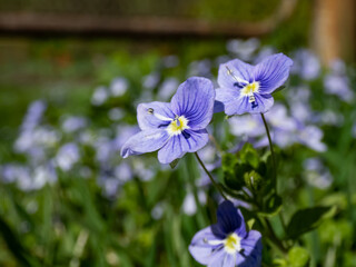 Slender, creeping threadstalk speedwell or Whetzel weed (Veronica filiformis) flowering with four lobed blueish with white tip flowers