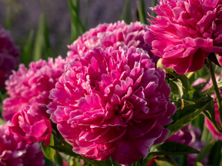 Chinese Peony (Paeonia lactiflora 'Professor K. Grybauskas' blooming with pink red double flowers with white edging in the garden. Beautiful full peony