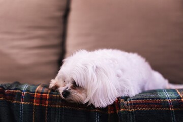 A close up portrait of a small white cute boomer dog lying down on a couch on a cosy blanket. The domestic animal is barely awake, but is still looking around with sleepy eyes.