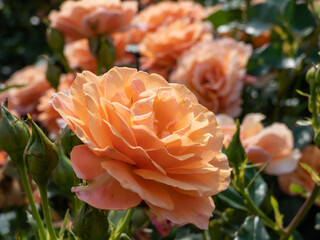 Dense growing shrub rose (rosa) 'Lambada' flowering with clusters of rich coral orange blooms in the garden in summer