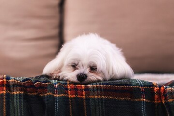 A close up portrait of a cute small white boomer dog lying down on a couch on a cosy blanket. The domestic animal is barely awake, but is still looking around with sleepy eyes.