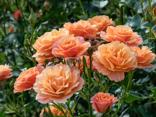 Dense growing shrub rose (rosa) 'Lambada' flowering with clusters of rich coral orange blooms in...