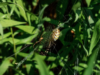 Adult male and female of wasp spider (Argiope bruennichi) with yellow and black markings on abdomen hanging on orb web next to each other. Size difference of male and female of spider