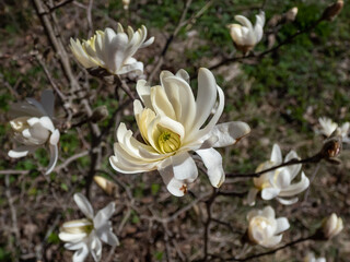 White star-shaped flower of blooming Star magnolia - Magnolia stellata in early spring