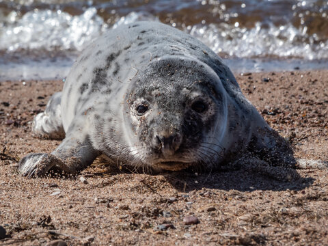 Close-up of the grey seal pup (Halichoerus grypus) with closed eyes and soft, grey silky fur with dark spots resting on the yellow sand in bright sunlight with sea water in background