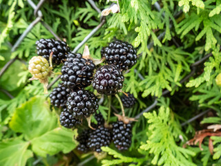 Close-up shot of the European dewberry (Rubus caesius) growing in the backyard garden with black, ripe fruits