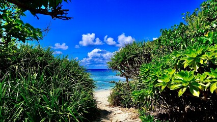 慶良間諸島阿嘉島のヒズシビーチへ続く道と海