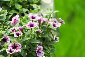 Flowerbed with multicoloured petunias / Image full of colourful petunia (Petunia hybrida) flowers