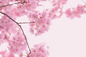 桜　満開　