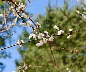 梅の花