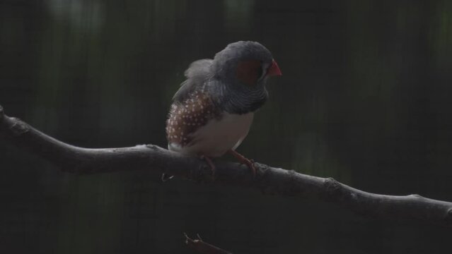Australian Zebra Finch Perching On Wood. Taeniopygia Castanotis. closeup