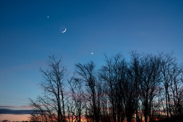 Planets in conjunction with young Moon above tree countryside silhouettes. - obrazy, fototapety, plakaty