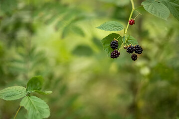 cluster of mature berries of forest blackberries on green blurred natural background