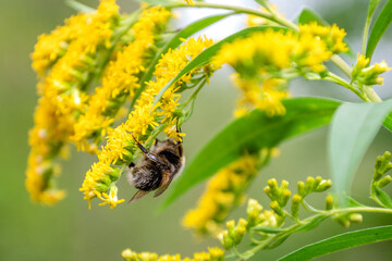 fluffy bumblebee collects nectar from  blooming yellow goldenrod flower