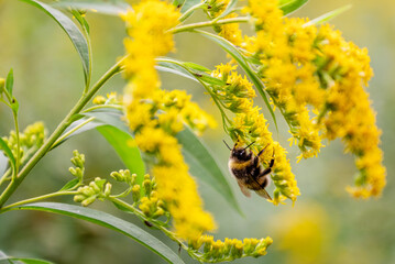 fluffy bumblebee collects nectar from  blooming yellow goldenrod flower