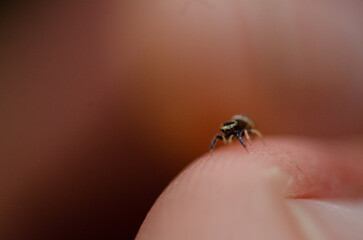 small jumping spider on my fingertip