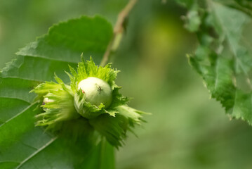 Cluster of unripe green filbert cob nuts  growing on tree branch close up