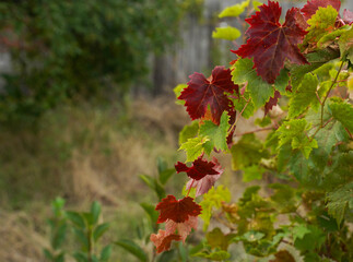 Red green grape leaves close-up. Autumn natural background, Soft focus.