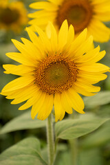 inflorescence of sunflower with yellow petals in agricultural field close up