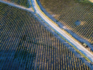 Aerial drone. Rows of Vineyards in Menfi, Sicily.