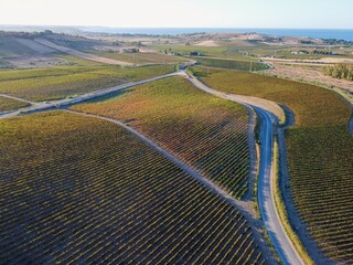 Aerial drone. Rows of Vineyards in Menfi, Sicily.