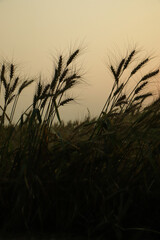 Sunset of nature with wheat