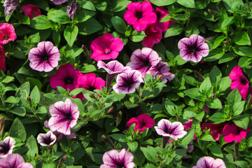 purple petunia flowers in the garden in Spring time