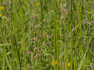Flowering wild grass in a field.