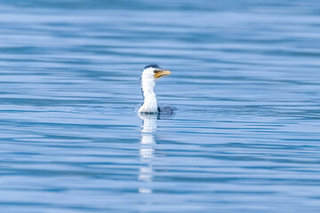 Little Pied Cormorant fishing in the bay on a rainy day