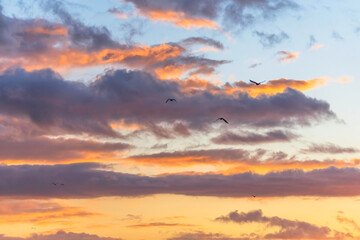 Rainy day sunrise sky with birds in flight