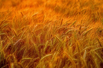golden wheat field in summer
