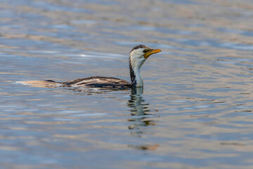 Little Pied Cormorant fishing in the bay on a rainy day