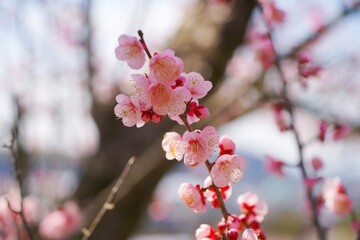 かわいいピンクの梅の花